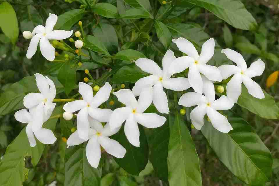 esteri aromatici