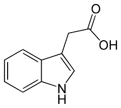 auxina auxina
