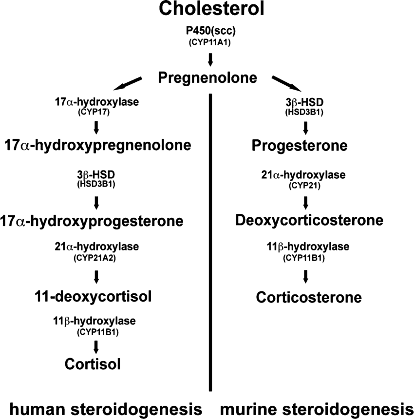 biosintesi biosintesi