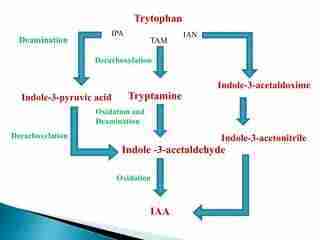 biosintesi auxina biosintesi auxina