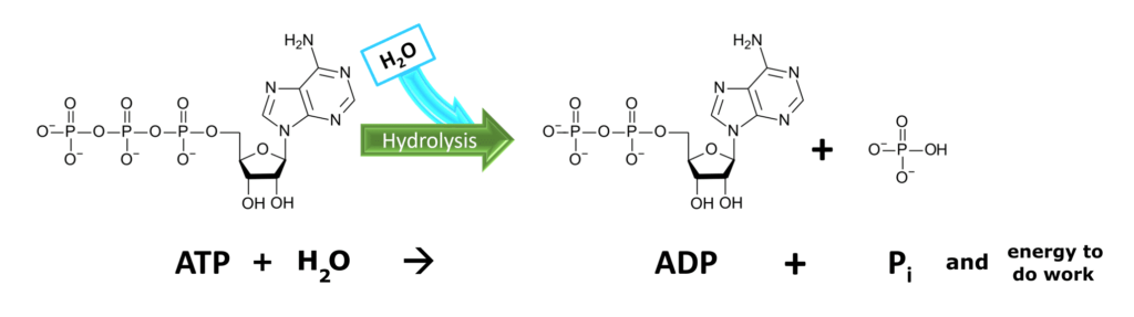 idrolisi ATP