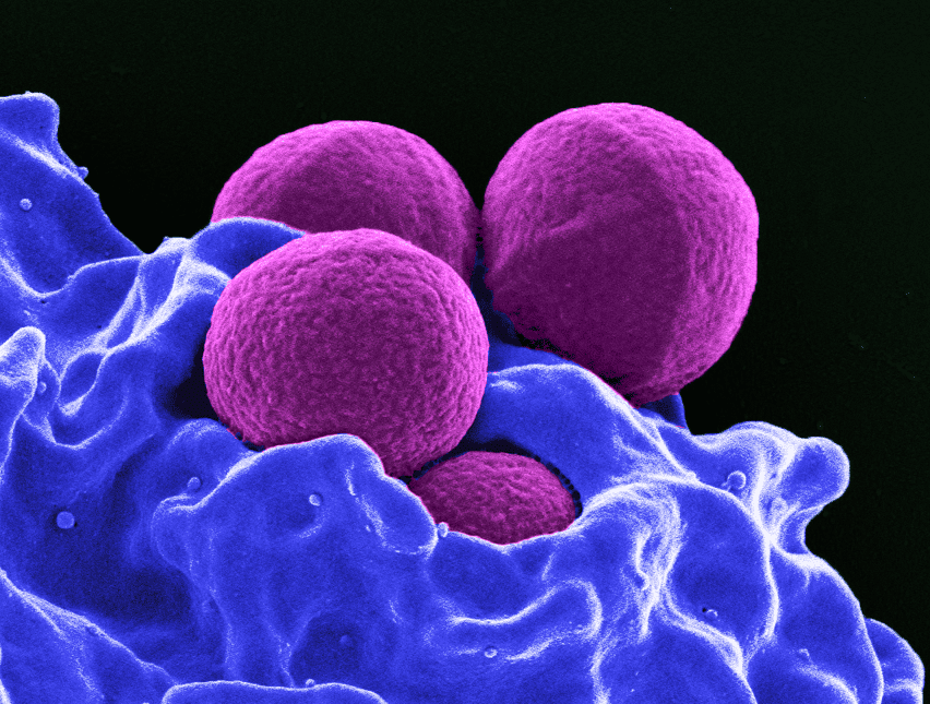 storia degli antibiotici
