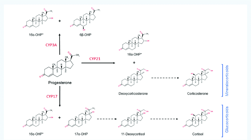 metabolismo metabolismo