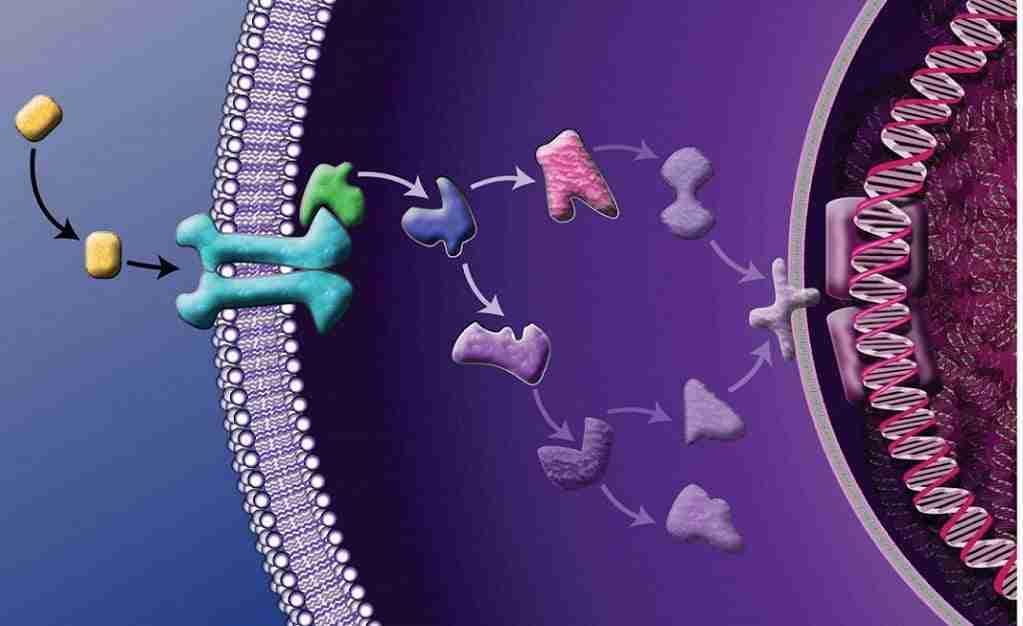 segnalazione cellulare