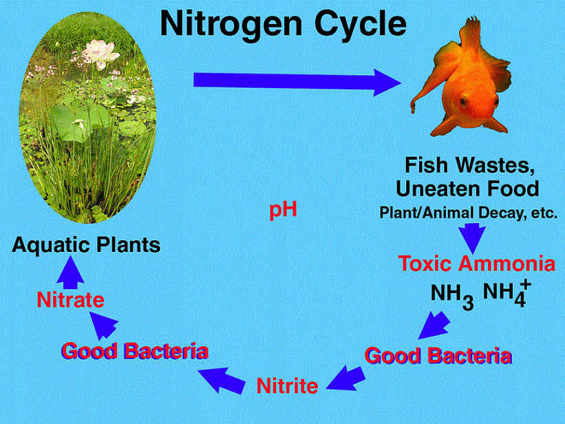 nitrogenasi