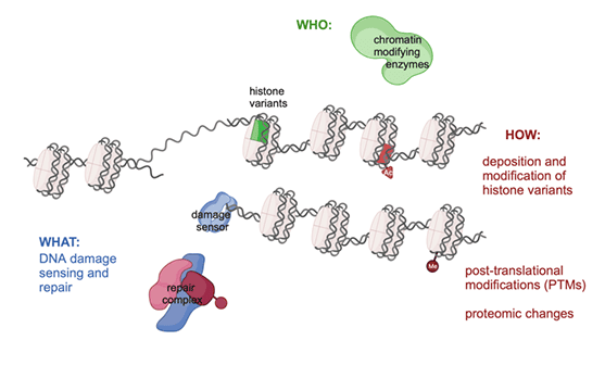 riparazione del DNA riparazione del DNA