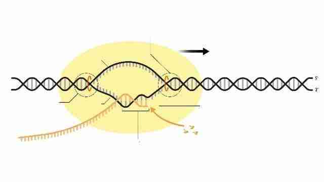 rna polimerasi rna polimerasi