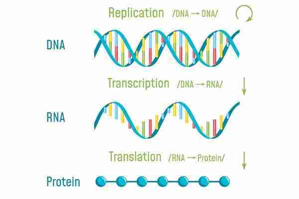 trascrizione del DNA trascrizione del DNA