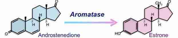 da androstenedione a estrone da androstenedione a estrone