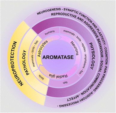 funzioni dell'aromatasi funzioni dell'aromatasi