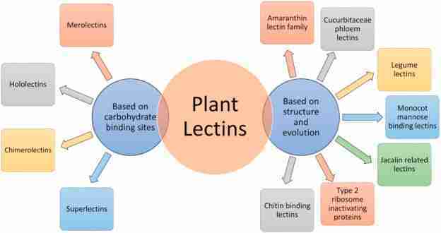 lectine vegetali lectine vegetali