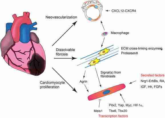 rigenerazione cardiaca rigenerazione cardiaca
