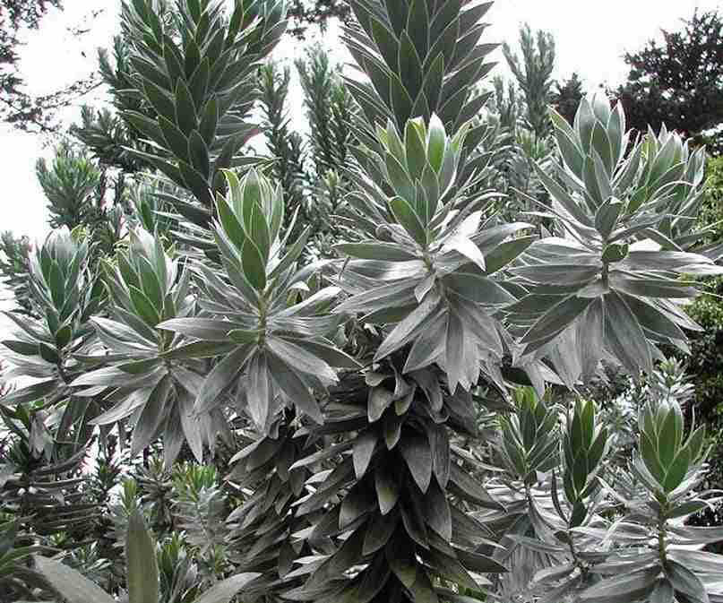 Esperimento dell’albero di argento