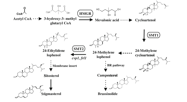 biosintesi biosintesi