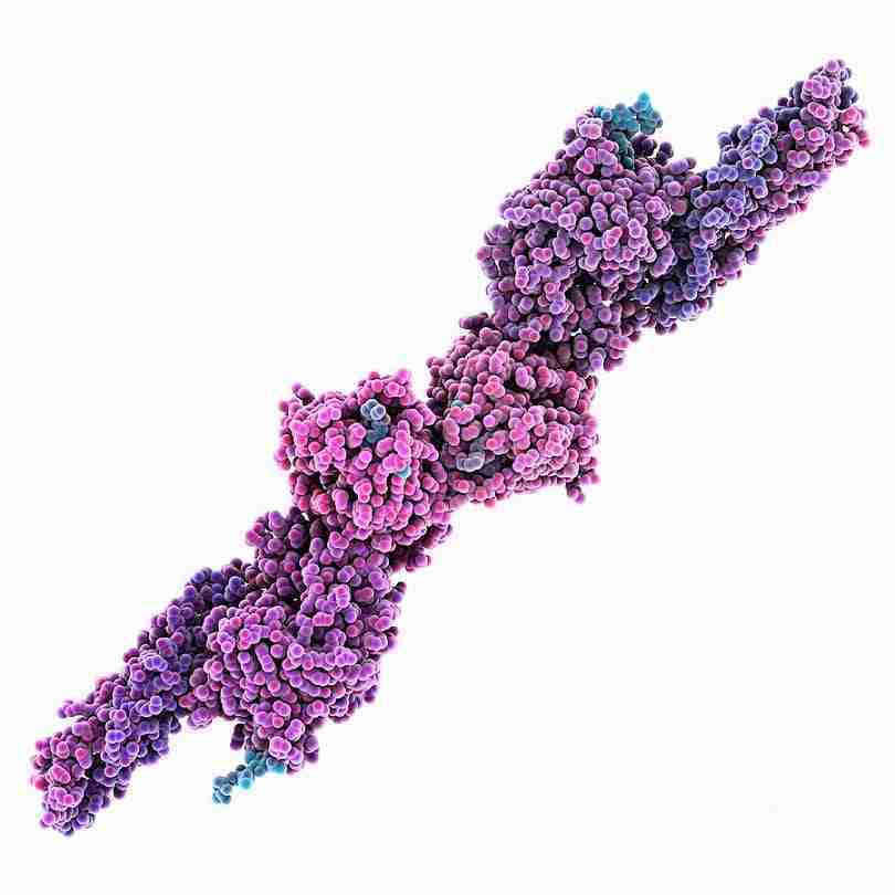 fibrina