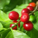 Robusta