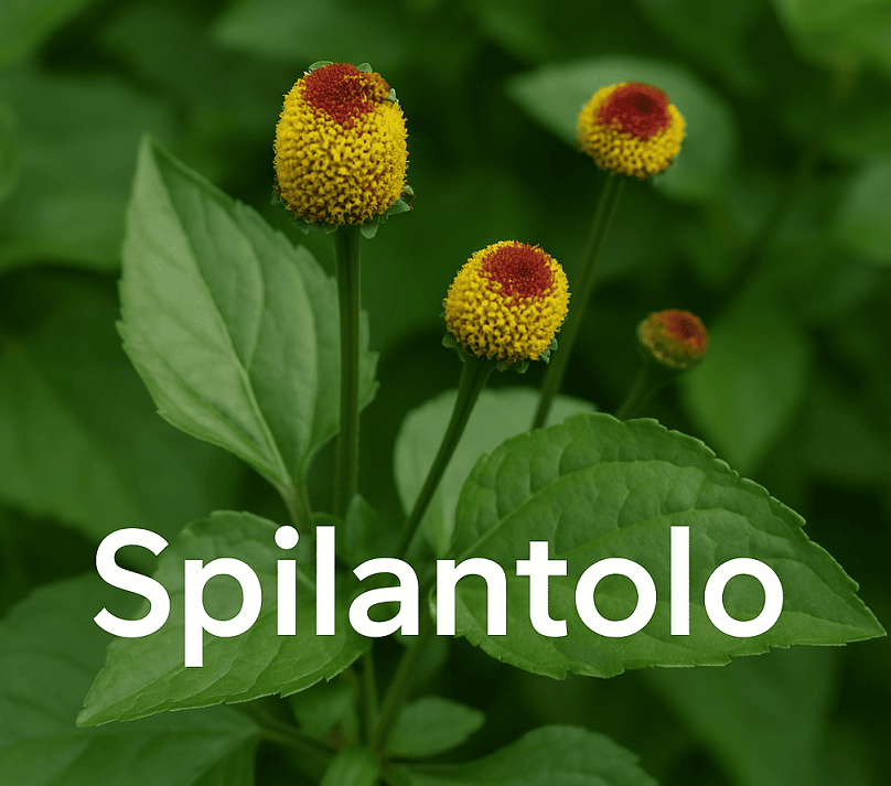 Spilantolo