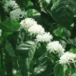 arabica