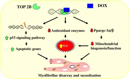 coattivatore trascrizionale PGC 1α coattivatore trascrizionale PGC 1α