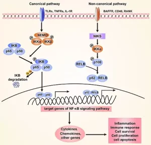 via NF κB via NF κB