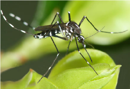 Aedes albopictus