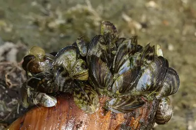 Dreissena polymorpha Dreissena polymorpha
