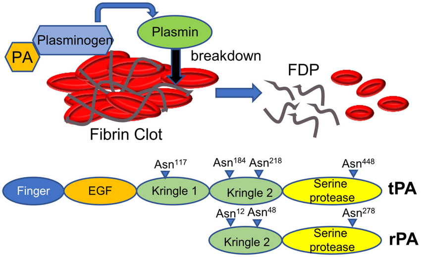attivatori del plasminogeno