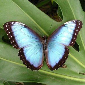 farfalla Morpho