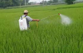 foliar spraying