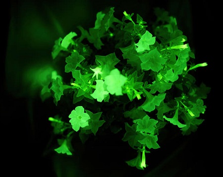 piante luminose