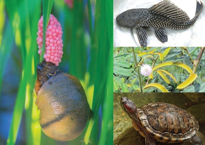 specie aliene invasive