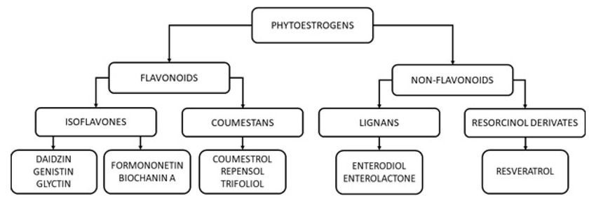 classificazione dei fitoestrogeni