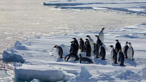 pinguini pinguini