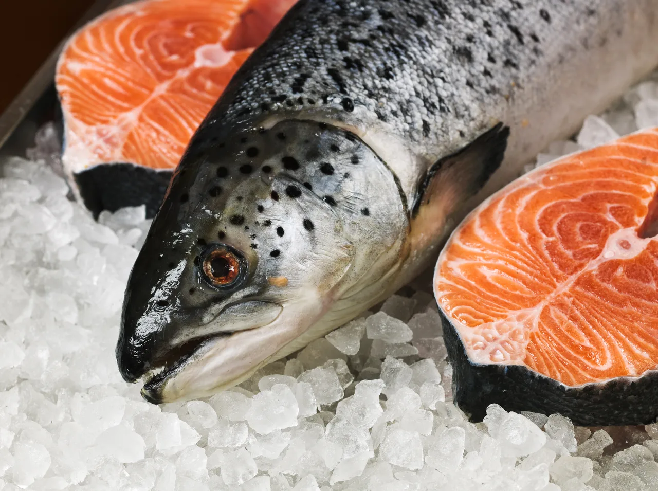 salmone di allevamento