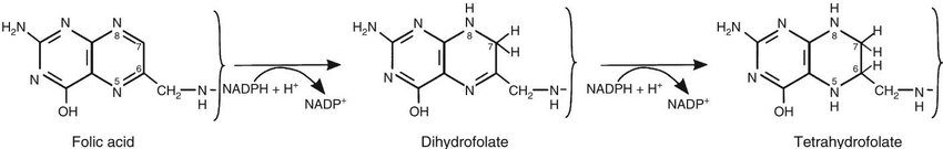sintesi acido tetraidrofolico