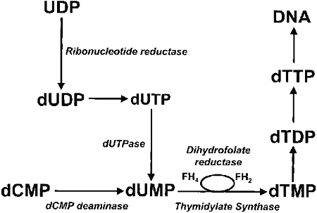 sintesi dTMP