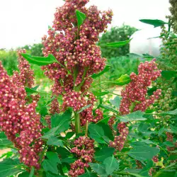 Quinoa Quinoa