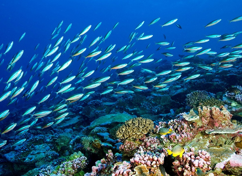 ecosistema marino