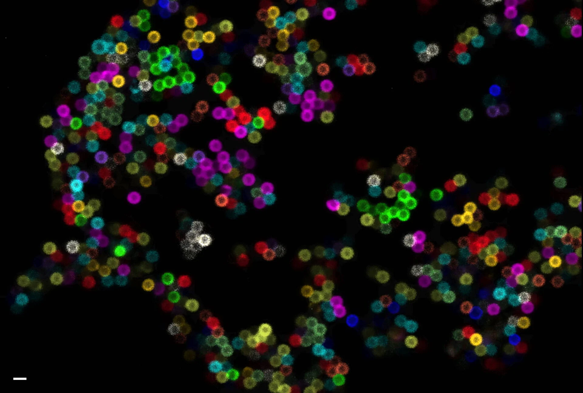fluorofori
