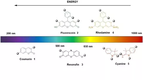 fluorofori comuni fluorofori comuni