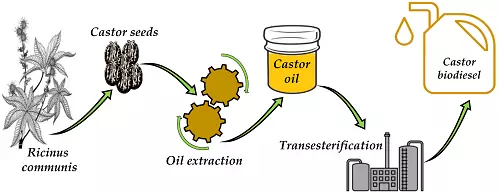 produzione dell'olio di ricino produzione dell'olio di ricino