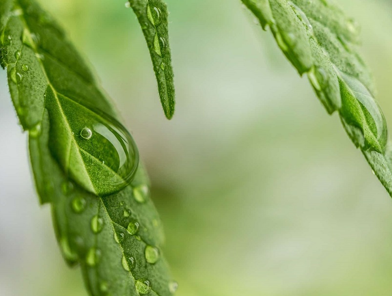alcoli terpenici