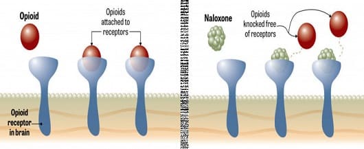 meccanismo d'azione del naloxone