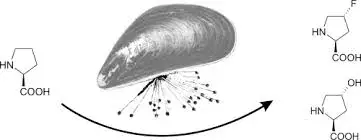 mussel foot proteins mussel foot proteins