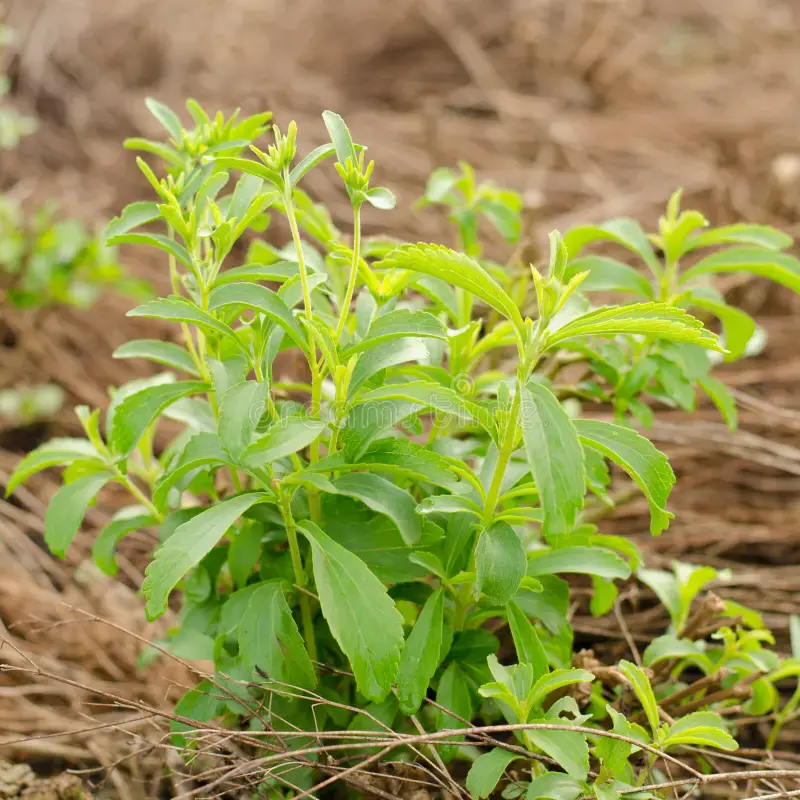 stevia