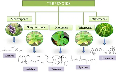 terpenoidi terpenoidi
