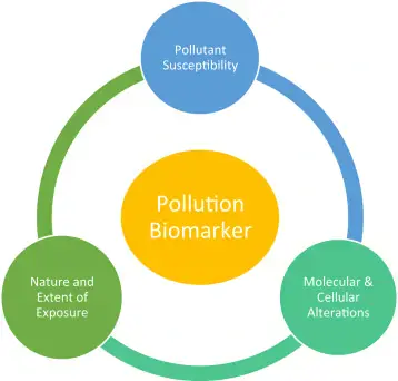 biomarkers da esposizione a contaminanti biomarkers da esposizione a contaminanti