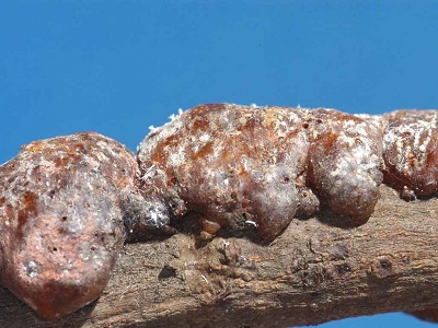kerria lacca