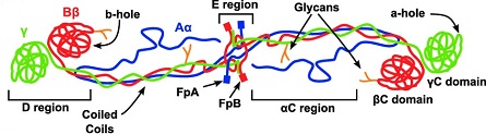 struttura del fibrinogeno