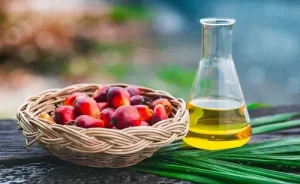 olio di palma olio di palma